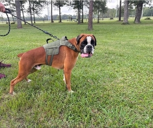 Father of the Boxer puppies born on 08/14/2026