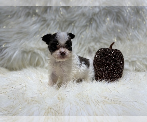 Medium Photo #21 Shiranian Puppy For Sale in HAYWARD, CA, USA