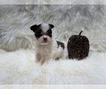 Small Photo #21 Shiranian Puppy For Sale in HAYWARD, CA, USA