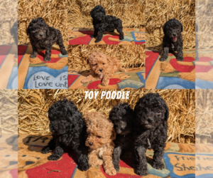 Poodle (Toy) Litter for sale in GOSHEN, IN, USA