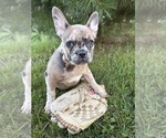 Dixie - Female French Bulldog Puppy for Sale - Photo #4