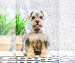 Small Photo #19 Schnauzer (Miniature) Puppy For Sale in SYRACUSE, IN, USA
