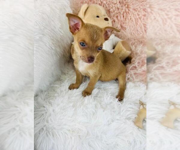 Medium Photo #21 Chihuahua Puppy For Sale in AVONDALE ESTATES, GA, USA