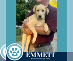 Small #1 Labrador Retriever Mix