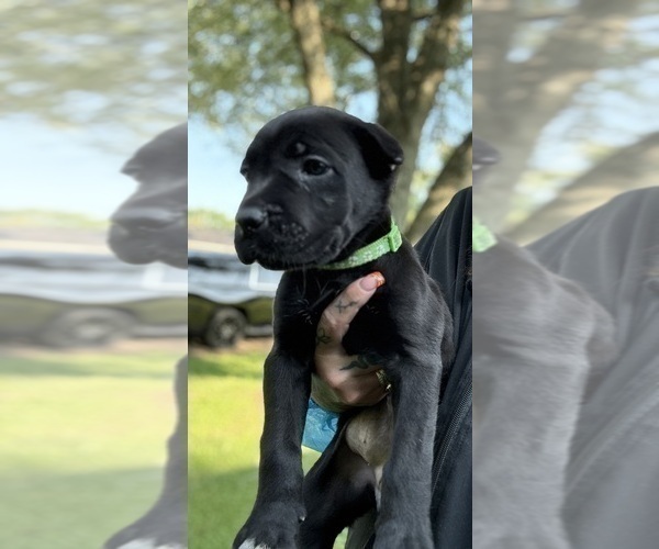 Medium Photo #10 Cane Corso Puppy For Sale in ANDERSON, IN, USA