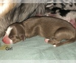 Small Photo #8 Australian Shepherd Puppy For Sale in GLASTONBURY, CT, USA