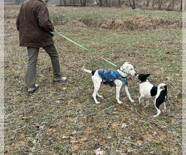 Medium Photo #5 Mutt Puppy For Sale in Westwood, NJ, USA