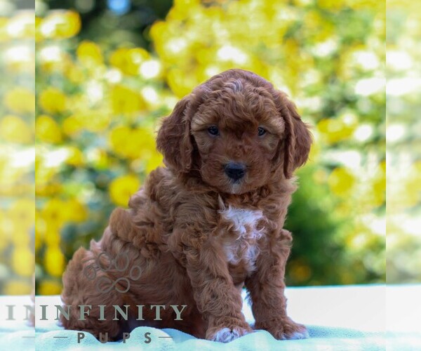 Medium Photo #4 Goldendoodle (Miniature) Puppy For Sale in LITITZ, PA, USA