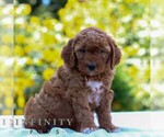 Small #3 Goldendoodle (Miniature)