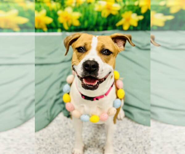 Medium Photo #2 Mutt Puppy For Sale in Manahawkin, NJ, USA