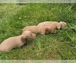 Small #1 Dachshund