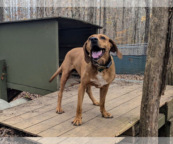 Medium Photo #2 Mutt Puppy For Sale in McCormick, SC, USA