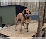 Small #1 Mutt