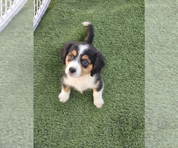 Medium Photo #8 Cavalier King Charles Spaniel-Miniature Australian Shepherd Mix Puppy For Sale in POMONA, CA, USA