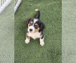 Small Photo #8 Cavalier King Charles Spaniel-Miniature Australian Shepherd Mix Puppy For Sale in POMONA, CA, USA