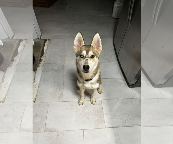 Medium Photo #1 German Shepherd Dog-Huskies  Mix Puppy For Sale in Chandler, AZ, USA