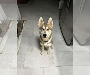 German Shepherd Dog-Huskies Mix Dogs for adoption in Chandler, AZ, USA