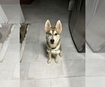 Small German Shepherd Dog-Huskies Mix