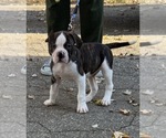 Small #1 American Bulldog