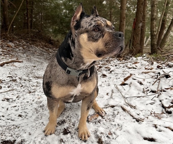 Medium Photo #1 American Bully Puppy For Sale in PLAINFIELD, CT, USA