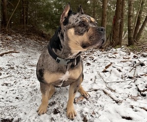 Mother of the American Bully puppies born on 04/22/2025