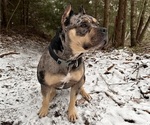Small Photo #1 American Bully Puppy For Sale in PLAINFIELD, CT, USA