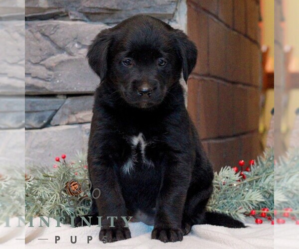 Medium Photo #1 Labrador Retriever-Miniature Bernedoodle Mix Puppy For Sale in LEBANON, PA, USA