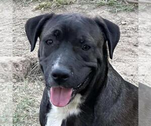 Labrador Retriever-Unknown Mix Dogs for adoption in Yardley, PA, USA