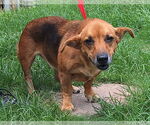 Small #2 Basset Hound Mix