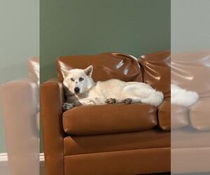 Huskies -Unknown Mix Dogs for adoption in San Antonio, TX, USA