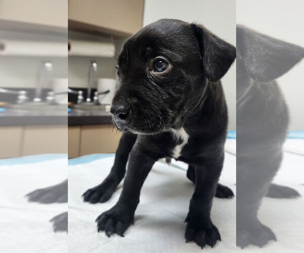 Medium Photo #3 Labrador Retriever-Unknown Mix Puppy For Sale in Houston, TX, USA