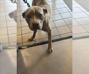 Mutt Dogs for adoption in Burbank, CA, USA