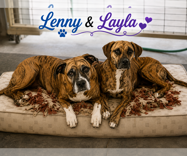 Medium Photo #1 Boxer Puppy For Sale in Burnsville, MN, USA