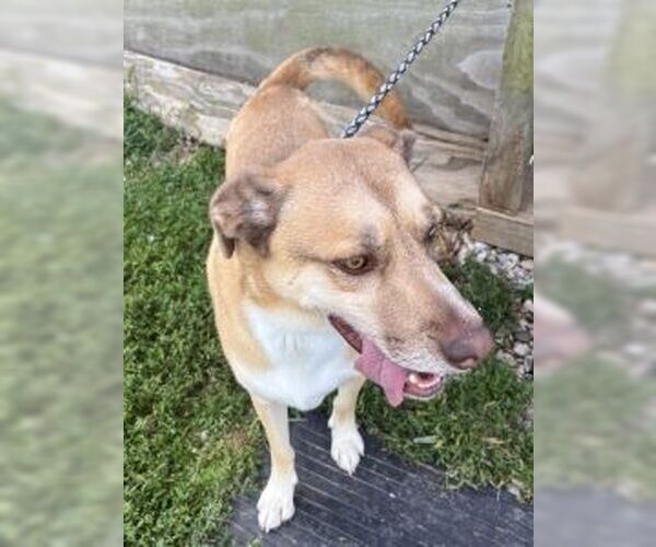 Medium Photo #3 Mountain Cur-Siberian Husky Mix Puppy For Sale in Sistersville, WV, USA