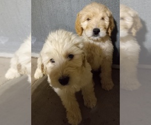 Goldendoodle Puppy for sale in HINCKLEY, MN, USA