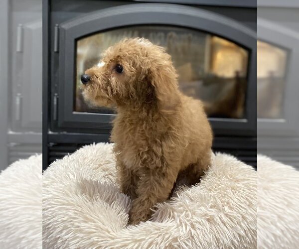 Medium Photo #2 Goldendoodle (Miniature) Puppy For Sale in HESPERIA, CA, USA