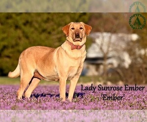 Mother of the Labrador Retriever puppies born on 12/30/2025