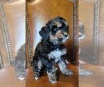 Puppy Reagan F2 Aussiedoodle
