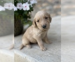 Small Photo #11 Golden Retriever Puppy For Sale in FORDLAND, MO, USA