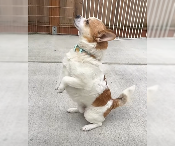 Medium Photo #3 Chihuahua-Unknown Mix Puppy For Sale in Sequim, WA, USA