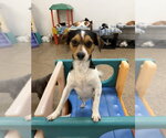 Small #1 Dachshund Mix