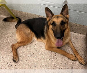 German Shepherd Dog Dogs for adoption in Brighton, CO, USA