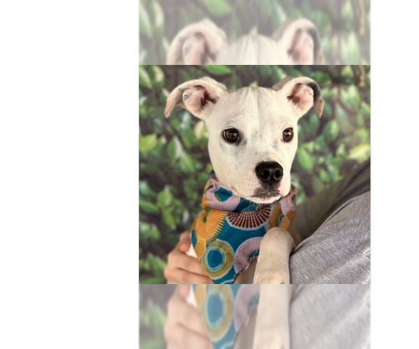 Medium Photo #5 Boston Terrier-Unknown Mix Puppy For Sale in New York, NY, USA