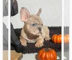 Small Photo #3 French Bulldog Puppy For Sale in BRONX, NY, USA