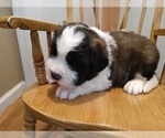 Small Photo #2 Saint Bernard Puppy For Sale in PEQUOT LAKES, MN, USA