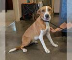 Small #3 Australian Shepherd Mix