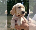 Small #2 Labrador Retriever