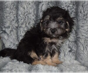 Maltese-Poodle (Toy) Mix Puppy for sale in BARNESVILLE, KS, USA