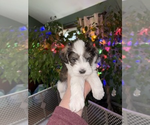 Schnauzer (Miniature) Puppy for sale in WATERFORD, MI, USA