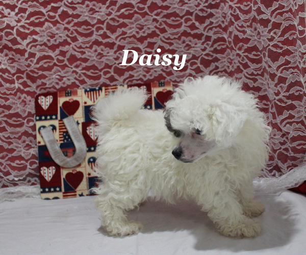 Medium Photo #5 Poodle (Toy) Puppy For Sale in CHANUTE, KS, USA